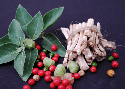 What is Ashwagandha? Nature’s Elixir for Modern Wellness