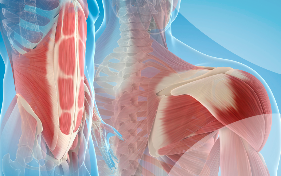 Muscle Growth: The Secrets for Optimal Muscle Gain