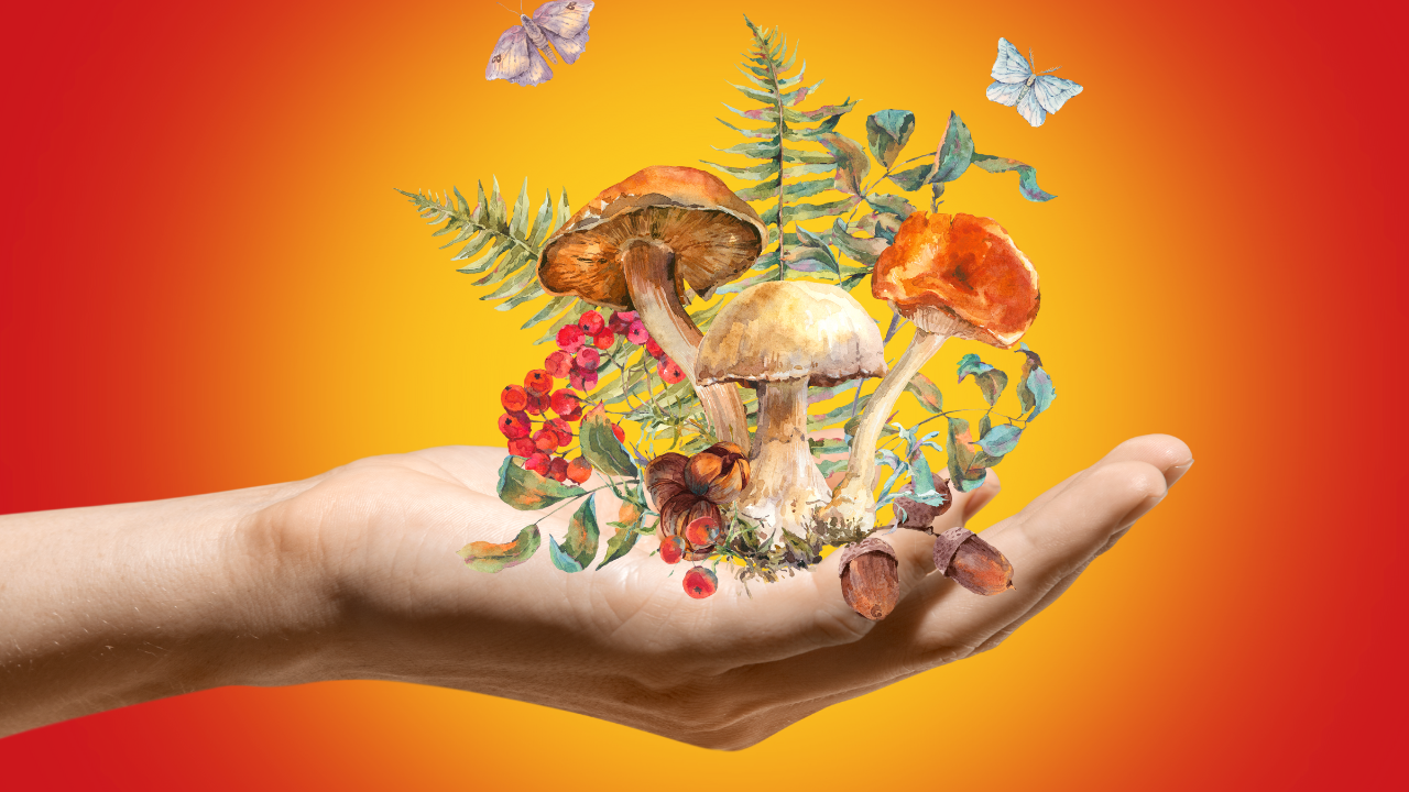 Psychedelic Therapy Research: The Potential to Transform Mental Health Care