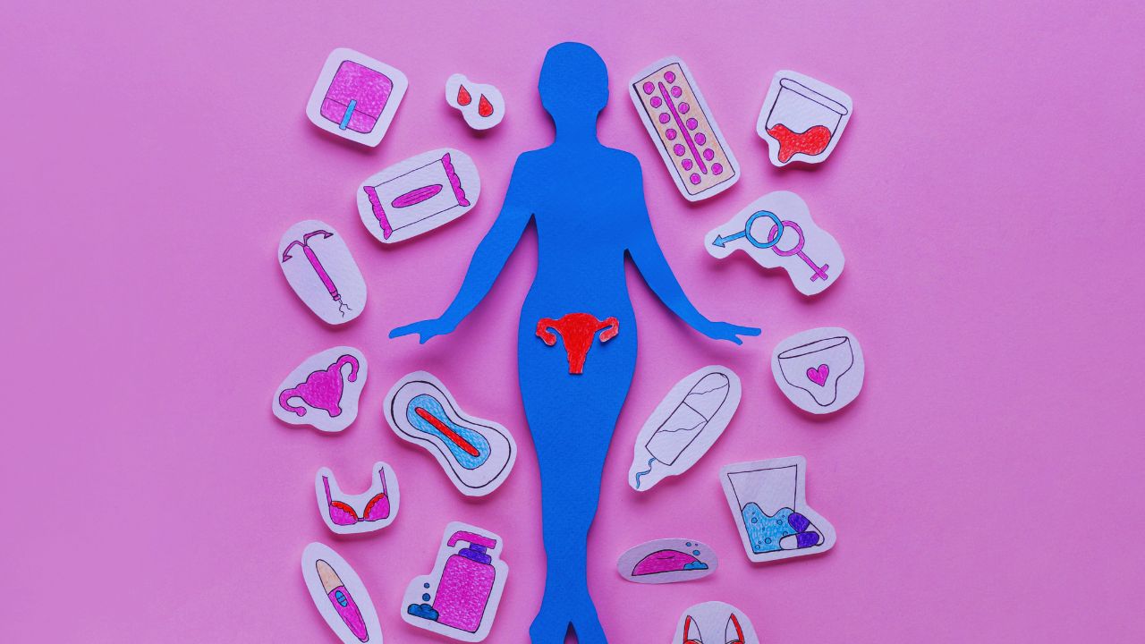 Menstrual cycle phases