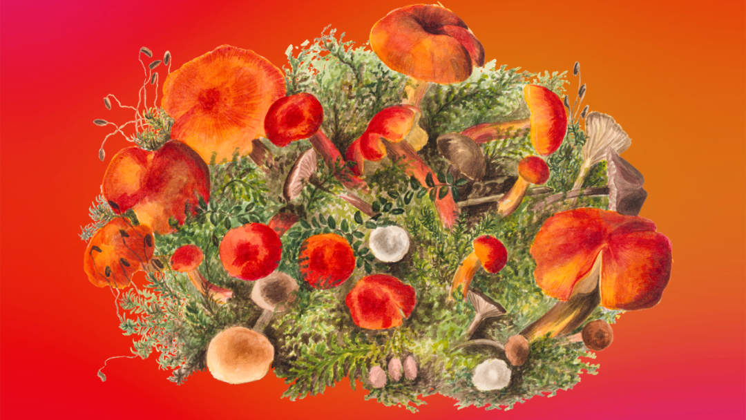 Harness the Power of Adaptogenic Mushrooms for Natural Stress Relief and Wellness