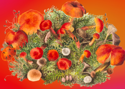 Harness the Power of Adaptogenic Mushrooms for Natural Stress Relief and Wellness