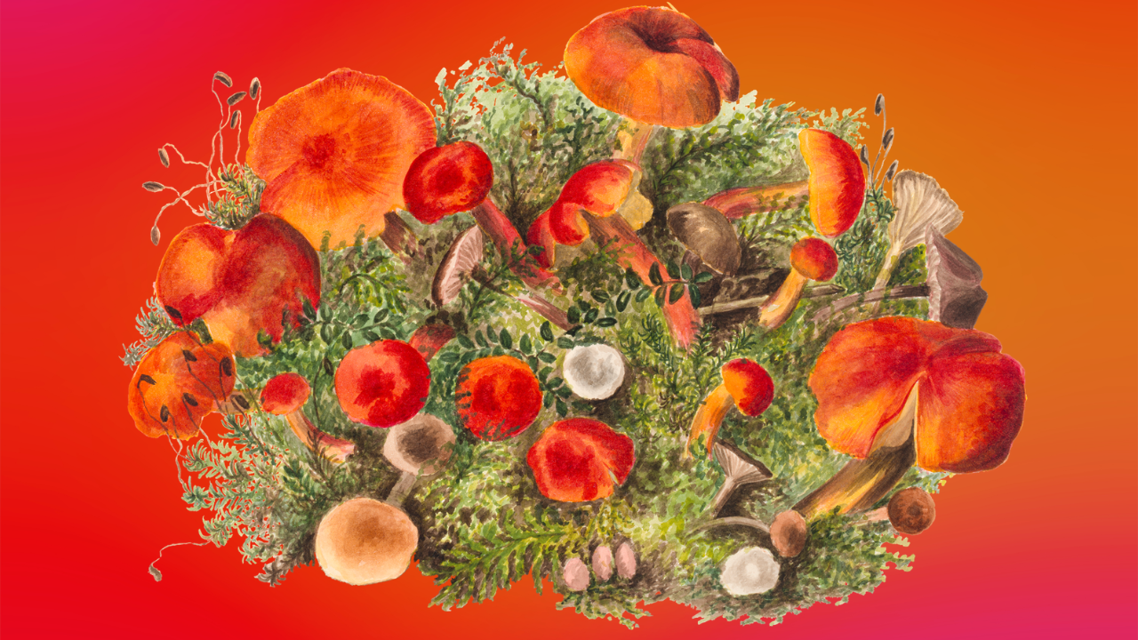 The Power of Adaptogenic Mushrooms