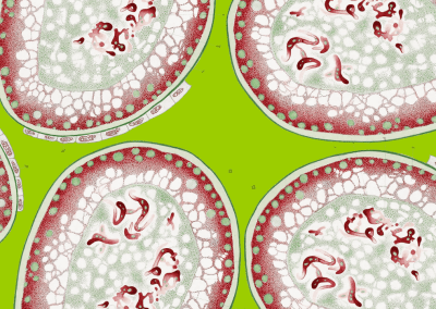 What is Autophagy? A Revolutionary Approach to Health and Longevity