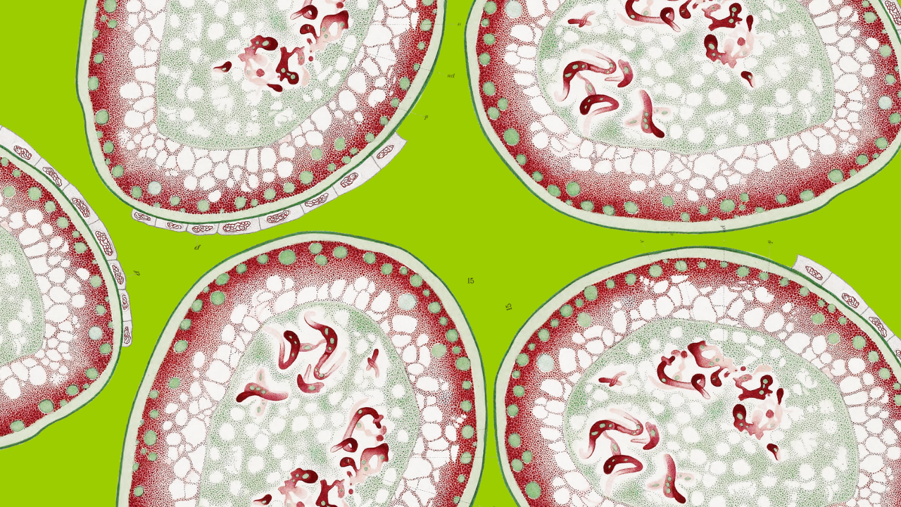 what is autophagy? benefits from fasting and cellular renewal.