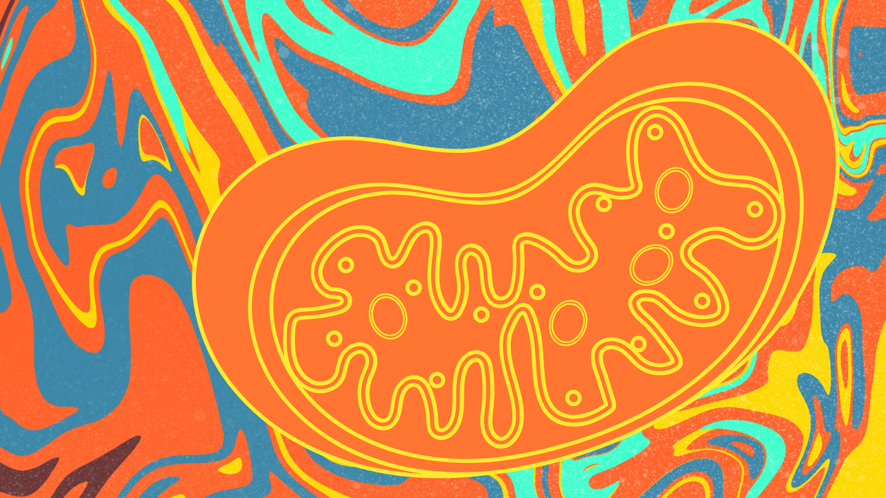 what is mitochondrial health. Diagram of mitochondrial function in cellular energy production and longevity.