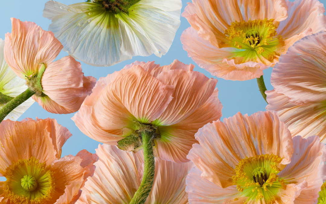 14-Day Spring Activation Plan: Strength, Focus, and Real Energy for Women Over 40