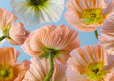 14-Day Spring Activation Plan: Strength, Focus, and Real Energy for Women Over 40