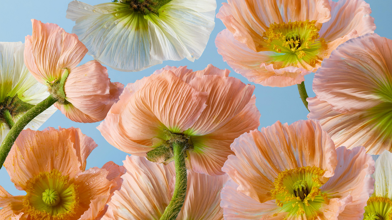 14-Day Spring Activation Plan: Strength, Focus, and Real Energy for Women Over 40 14-Day Spring Activation Plan: Strength, Focus, and Real Energy for Women Over 40